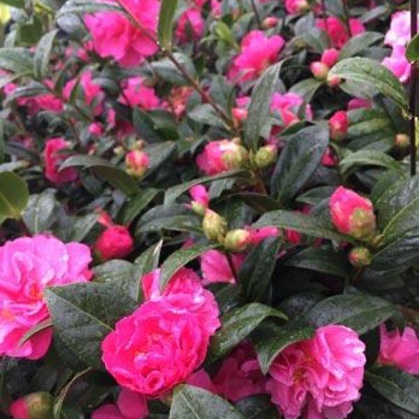 Floribunda Pinktastic